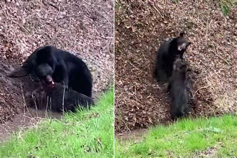 Black bear attacks wild hog in Great Smoky Mountains