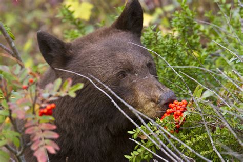 Black bear diet. Summary. North American Black bear diet will depend on the season and food available. These animals are omnivores and enjoy nibbling anything, including plants, insects, meat, carrion, and even human leftovers. Male bears are sometimes cannibals when there is not enough food in their habitat. 