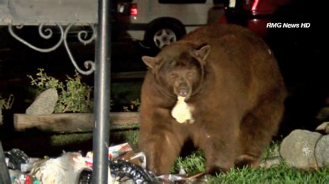 Black bear digs through trash in Monrovia