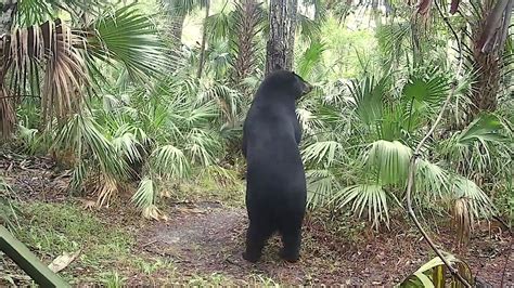 Black bear florida beach. Things To Know About Black bear florida beach. 