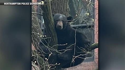 Black bear gets stuck in tree in Northampton