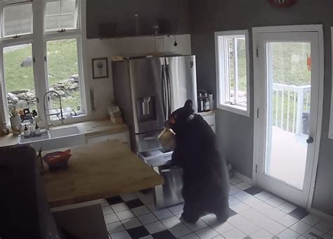 Black bear heads right to the freezer of a Connecticut home, steals lasagna