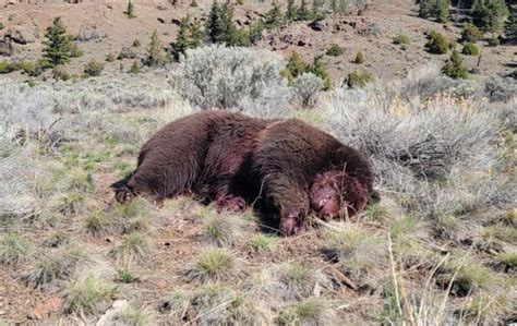 Black bear hunter accused of killing protected grizzly near Yellowstone