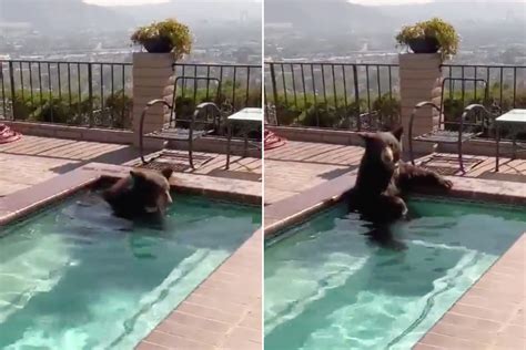 Black bear in hot tub california. Things To Know About Black bear in hot tub california. 