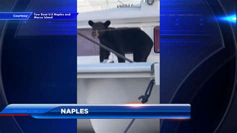 Black bear makes surprise appearance on Naples yacht club dock