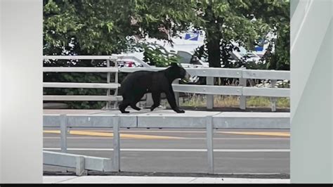 Black bear sighted in Amsterdam
