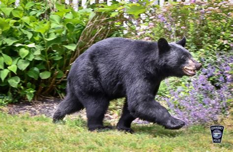 Black bear sightings in Massachusetts: South Shore bear roaming Cohasset, police help ‘furry friend’