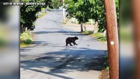 Black bear spotted in Newton, another crashes a wedding in Carver