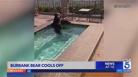 Black bear spotted taking a dip in Burbank hot tub (video)