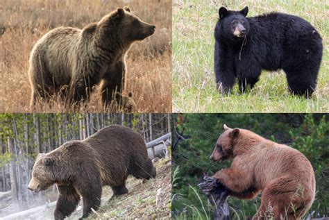 Black bear vs grizzly. Grizzly bears typically are much larger than black bears, ranging from 400 to 1,300 pounds. Comparison of black bear and grizzly bear for identification ... 