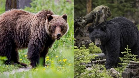 Black bear vs grizzly bear. Jul 6, 2023 · While grizzly bears are usually larger than black bears, a female grizzly could weigh as little as 300 pounds and be mistaken for a black bear. To differentiate between the two bear species, it’s best to look at their shoulders, facial features, ears, and the length of their claws. 