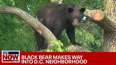 Black bears dc. Things To Know About Black bears dc. 