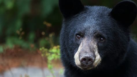 Black bears in gurnee illinois. Things To Know About Black bears in gurnee illinois. 