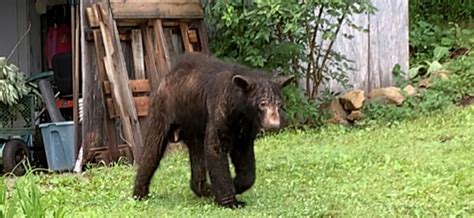 Black bears suffering with mange becoming increasingly …