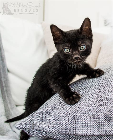 Black bengal kitten. Things To Know About Black bengal kitten. 