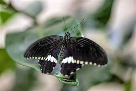 Black butterfly. Things To Know About Black butterfly. 