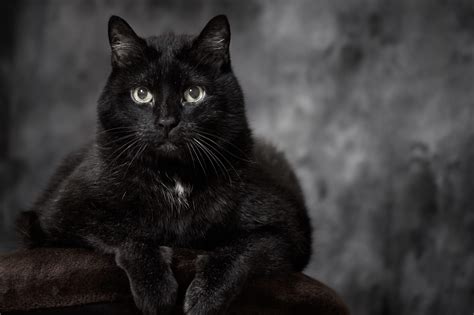 Black cat black cat black cat. Since it's unlikely you and your cat take long strolls on the beach getting to know one other, you'll have to stick to finding out if you are astrologically compatible. Yes, we kno... 