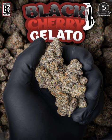 Black cherry gelato. Up close and personal with Black Cherry Gelato strain from Backpack boyz! 