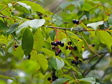 Prunus serotina, commonly known as black cherry, is a native tree species of North America. It has various uses in medicine, food, and wood products. Learn more about its characteristics, distribution, ecology, and management from the USDA Plants Database. . 