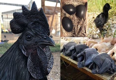 Black chicken meat. Sean Labbe – Ayam Cemani Breeders Association in April/May 2016 issue of Backyard Poultry. Coloring: Ayam Cemani is a fibro melanistic breed, meaning they are 100% black, both inside and out — muscles, skin, feathers, organs, bones, beak, tongue, comb and wattles. Their ink-black feathers that shimmer with a metallic sheen of beetle … 