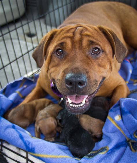 Black dog animal rescue. Adoptable Dogs — Black Dog Animal Rescue. Adoptable Dogs — Black Dog Animal Rescue. 1d ... 