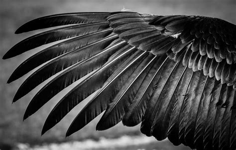 Black feathers. Things To Know About Black feathers. 