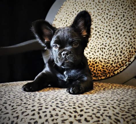 The size of a Grey Frenchie varies, with the standard size weighing up to 28 pounds and reaching a height of 11 to 13 inches. There are also Miniature Grey French Bulldogs, which are a smaller variation of the breed. These smaller pups typically reach a height of fewer than 11 inches at the shoulder and weigh between 5 to 14 pounds.. 