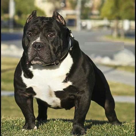 Black gator pitbull. The journey of the Razor Edge Pitbull breed started in the early 1990s in Maryland and Washington D.C, thanks to Dave Wilson of Razor’s Edge Kennels and his friend Carlos Barksdale who wanted to develop a more muscular version of the Pitbull. With the goal of acquiring papered, good bloodline, game dogs, they invested heavily in … 