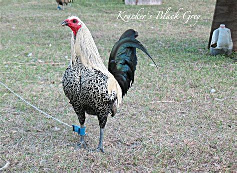 A defining characteristic of Hatch chickens is their speed and strength. Hatch roosters are known for their survivability, since they have excessive stamina, particularly when fighting on the ground. 2. Kelso. The Kelso fighting chicken is …. 