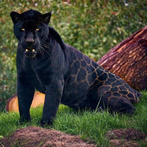 Black jaguar. Learn about the melanistic jaguars, also known as black panthers, that have been documented by camera traps in Panama's Mamoní Valley. Find out how humidity, habitat and genetics may … 