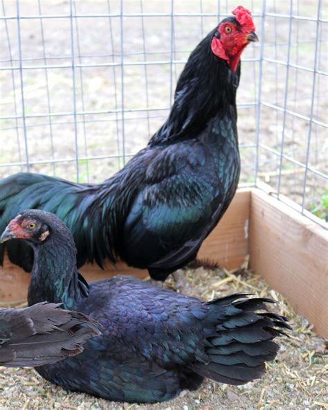 The American Gamefowl is among the most aesthetically pleasing chicken breeds. They are available in an array of colors. Red-brown, Gold-yellow, Red quill, Black, White, and Black-red are the most frequent colors of this breed. Their combs come in pea comb or single configurations, as well as combinations of the two.. 
