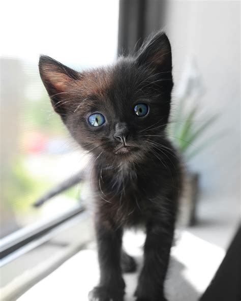 Black kitten. Things To Know About Black kitten. 