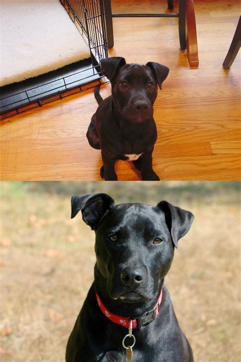 Black labrador mix with pitbull. Things To Know About Black labrador mix with pitbull. 