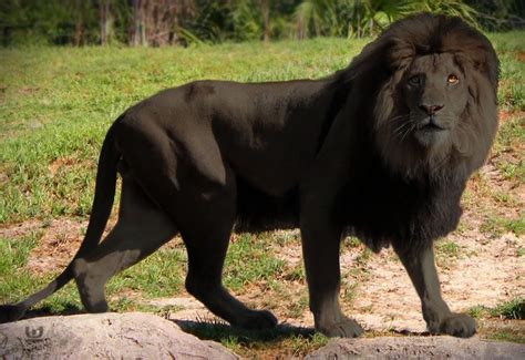 Black lion. How to recognise a lion. Lions are the largest of the big cats of Africa, with the male reaching a length of 2.5–3.3 m (tail included), a height at the shoulder of 1.2 m and a mass of 150–250 kg. Females are slightly smaller with a length of 2.3–2.7 m (tail included), a height at the shoulder of 1.0 m and a mass of 110–152 … 