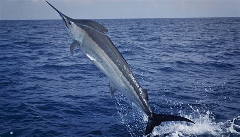 Black marlin. Things To Know About Black marlin. 