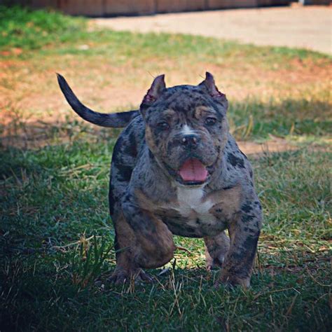 Blue Merle American Bully. Photo by @kygo_thebully (IG) The blue merle American Bully exhibits irregular blue patches randomly distributed against a solid color — usually black. These blue patches are actually gray, but they appear to be blue depending on the lighting and intensity of dilution. Although the pattern is strikingly beautiful, it is still …. 