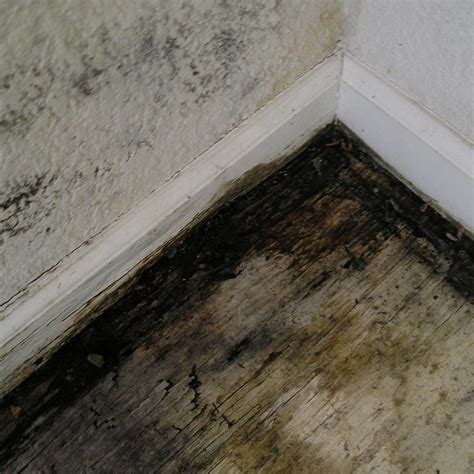 Black mold in basement. Apr 6, 2022 ... Q. There are some odd black stains that suddenly appeared on a wall in my basement. Should I be worried that it's mold? What does black mold ... 