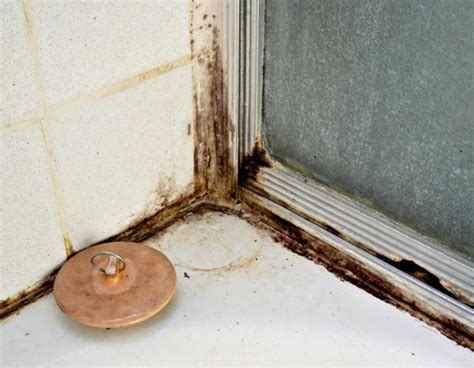 Black mold in bathroom. STEP 4: Spray on the solution and let it sit. fungus on the corner of the wall. You’ll need the solution of essential oils to get rid of black mold. Thoroughly shake the spray bottle of mold ... 