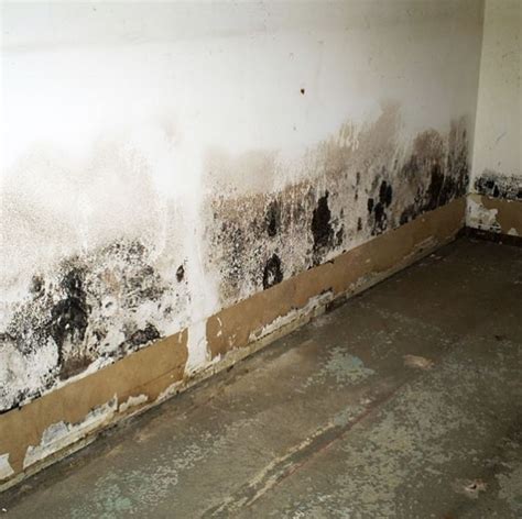 Black mold on drywall. Black Mold On Top Of The Drywall Paint. If the mold is on top of the paint, removal is simple. Step 1: While wearing gloves and a respirator to protect you from spores, use plastic to cover the floor. Step 2: Make a cleaning solution with half a cup of bleach to one gallon of water. 
