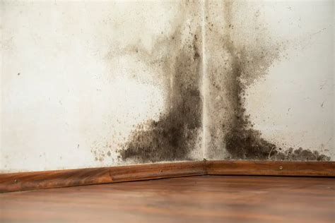Black mold on walls. Dampness on walls inside can be a frustrating and unsightly problem for homeowners. Not only does it affect the appearance of your walls, but it can also lead to more serious issue... 
