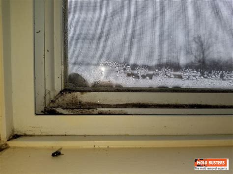Black mold on windows. What Causes Black Mold to Appear? You might be wondering why, of all places, black mold grows on windows. That’s because black mold thrives off the condensation and moisture that’s often there. Moisture shows up on windows because of: Inadequate airflow; Leaking pipes; Defective heating or ventilation system 