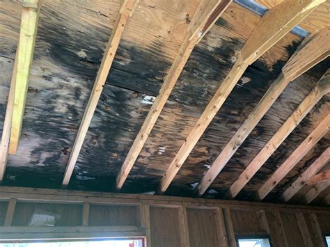Black mold on wood. May 26, 2023 ... Stachybotrys chartarum is a common black mold. It can also be a greenish color. It grows on cotton, wood, and paper products. It sometimes ... 