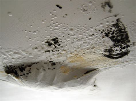 There are several different kinds of black mold that can be commonly found in a house, so watching out for certain characteristics can give you an idea of how urgent its removal is. Stachybotrys. Stachybotrys chartarum is the infamous toxic black mold. It often appears as black or greenish-black in color and can be found growing in leaky areas ...