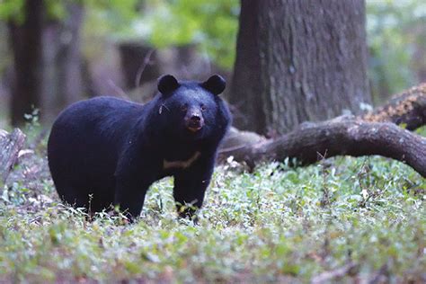 Black naturism gallery .  <a href=https://nms.mimedia.net.id/gb0jq/index....