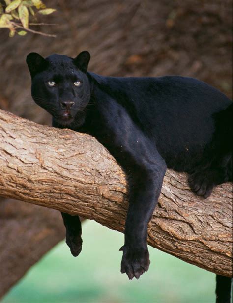 Black panther pictures