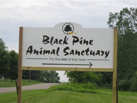 Black pine animal sanctuary. Professional Animal Retirement Center (PARC), Inc., known locally as Black Pine Animal Sanctuary was established in 2000 to provide refuge to displaced, captive-raised exotic animals for the rest of their lives and to educate people about responsible animal care and conservation. We do not buy, sell, breed, trade, or use animals for commercial ... 