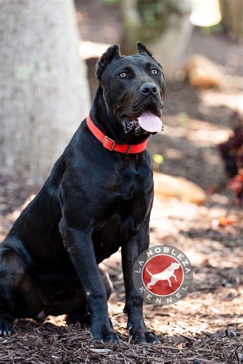 This is the first production between our love SoCalPresa Toro & Morticia, and will produce hardened presa canario puppies based on the solidified traits of our bloodline.. BORN 4/12/24 Ready on 5/31/24 Contact us today for any questions on availability SoCalPresa Toro is the exemplary Perro de Presa Canario with a well-disciplined personality, a warm loving demeanor to his family, and an ...