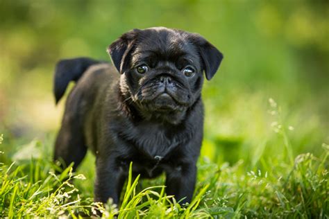 Black pug dog puppy. Things To Know About Black pug dog puppy. 