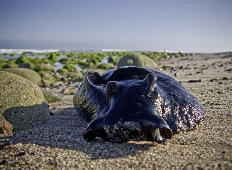 Black sea hare. Things To Know About Black sea hare. 