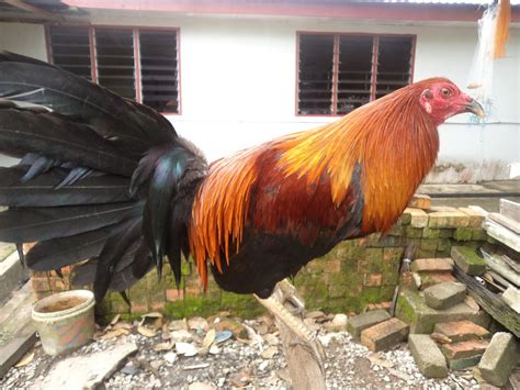 cherokeebirds current availability list.... japanese shamo game fowl... hatching eggs 30.00 6plus exta. marsh butcher game fowl... hatching eggs 20.00 6 plus extra. also have a couple of nice young cocks and stags] lieper hatch... hatching eggs 20.00 6 plus extra. joe goode greys.. cock available.. 